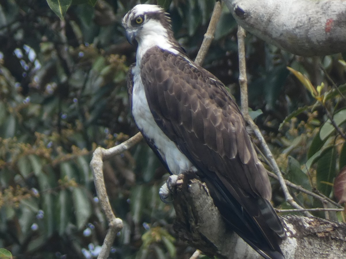 Águila Pescadora - ML413459571