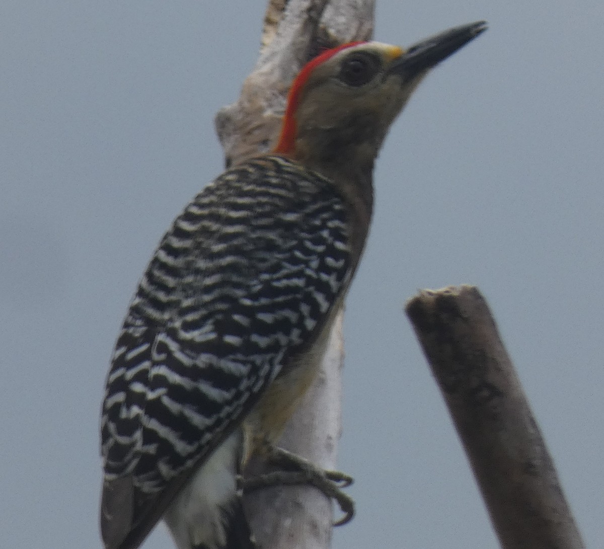 Red-crowned Woodpecker - Gertrudis Bauhaus
