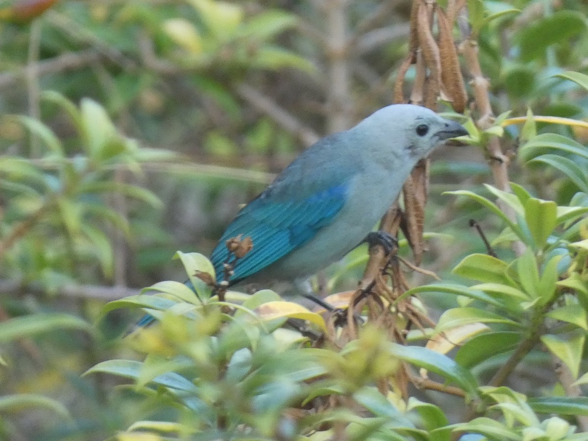 Blue-gray Tanager - Gertrudis Bauhaus