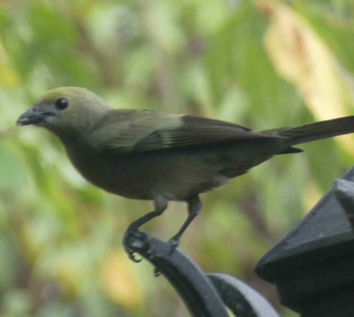 Palm Tanager - ML413461561