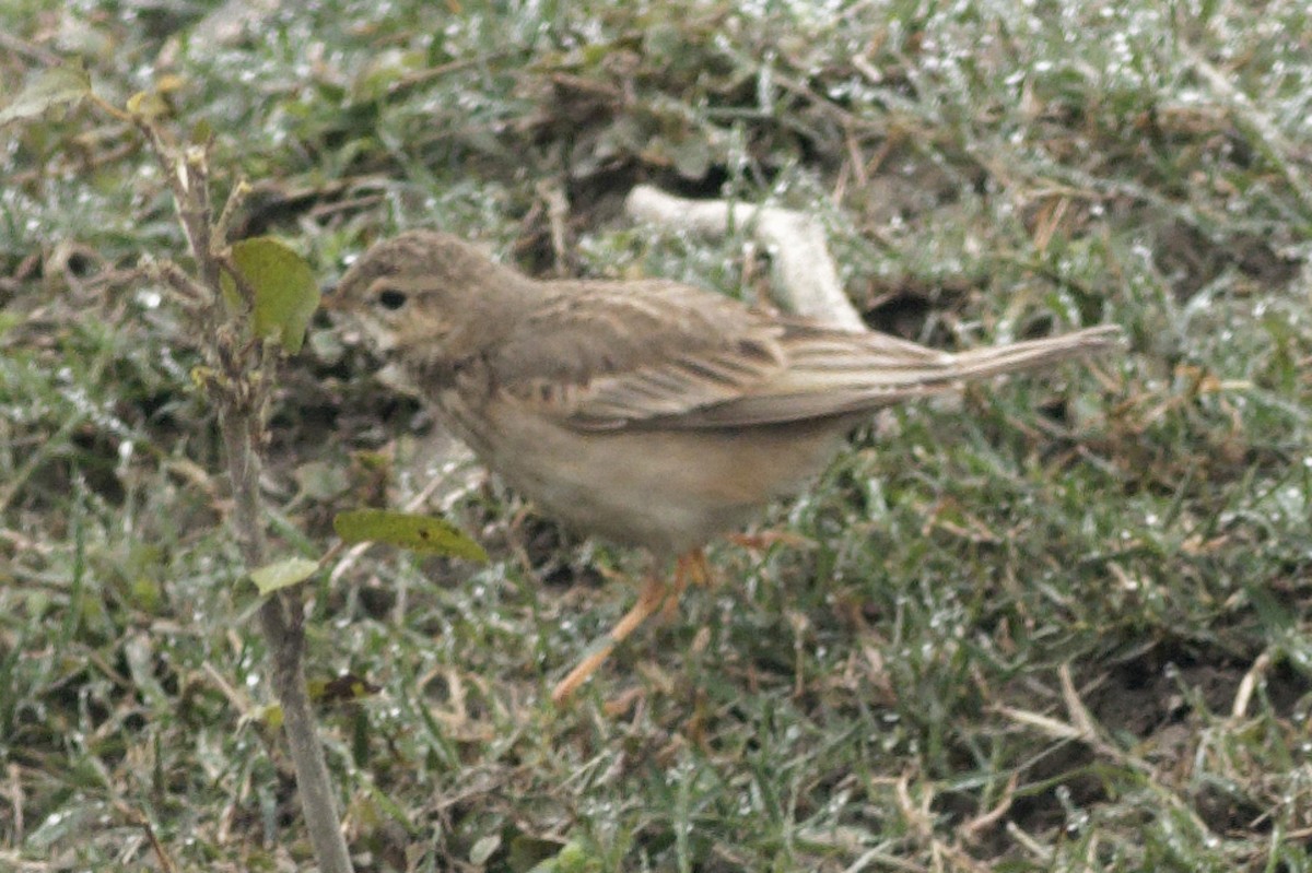 Paddyfield Pipit - ML413462681