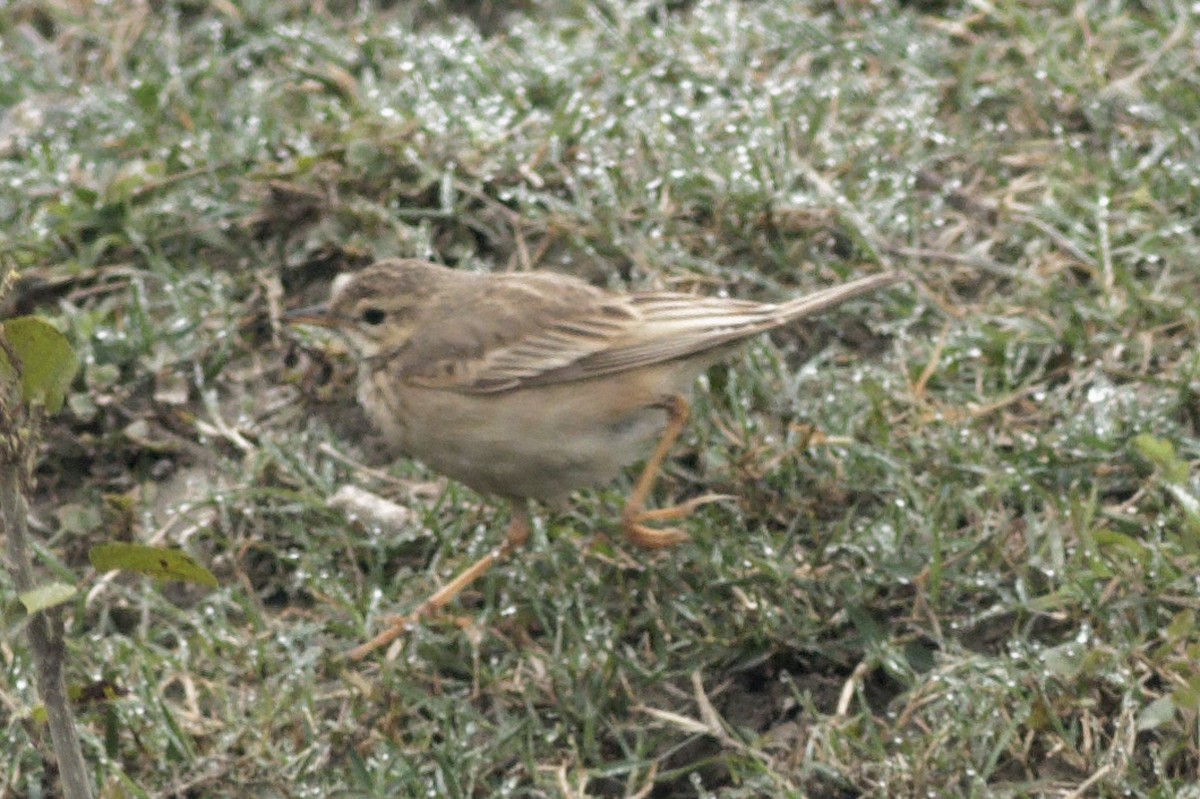 Paddyfield Pipit - ML413462691
