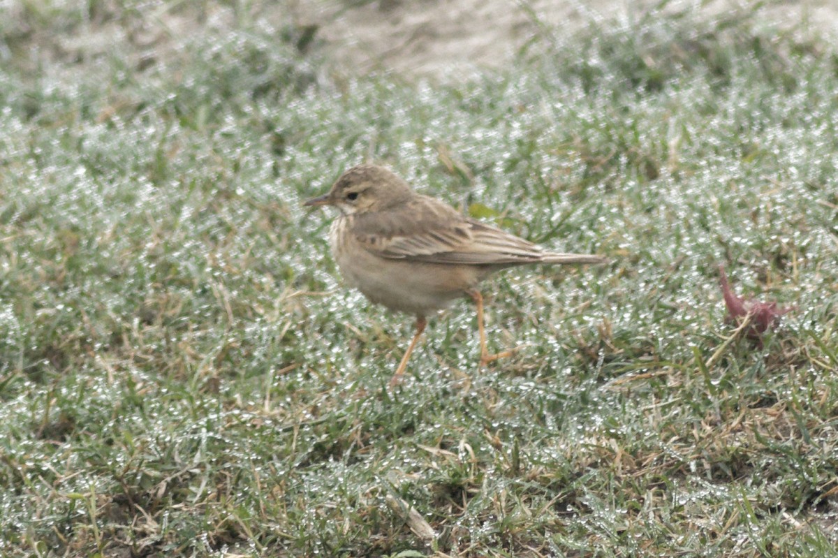 Paddyfield Pipit - ML413462701