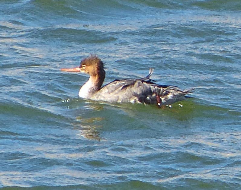 Red-breasted Merganser - ML41346351