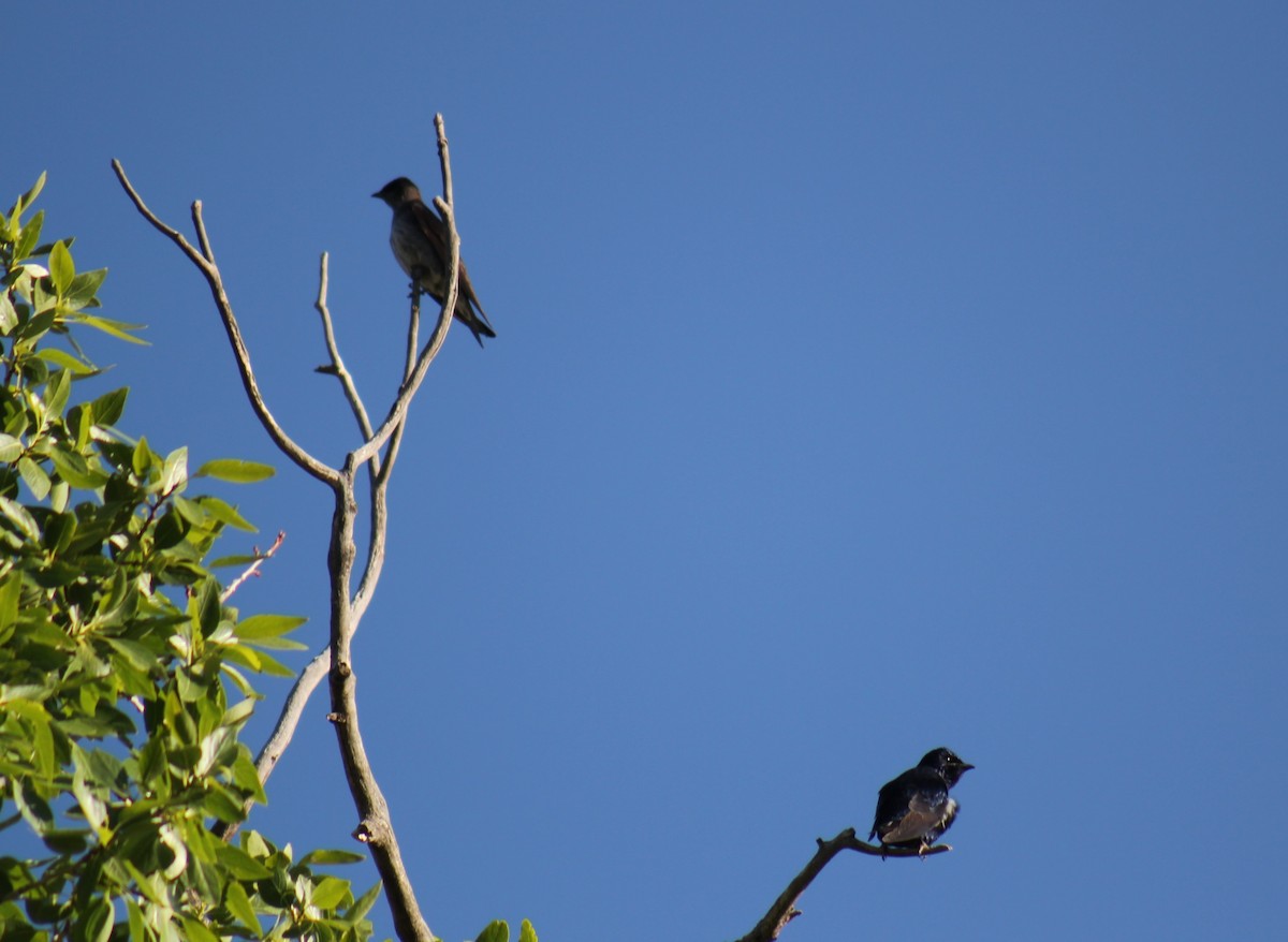 Purple Martin - ML41346381