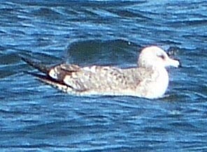 Ring-billed Gull - ML41346561