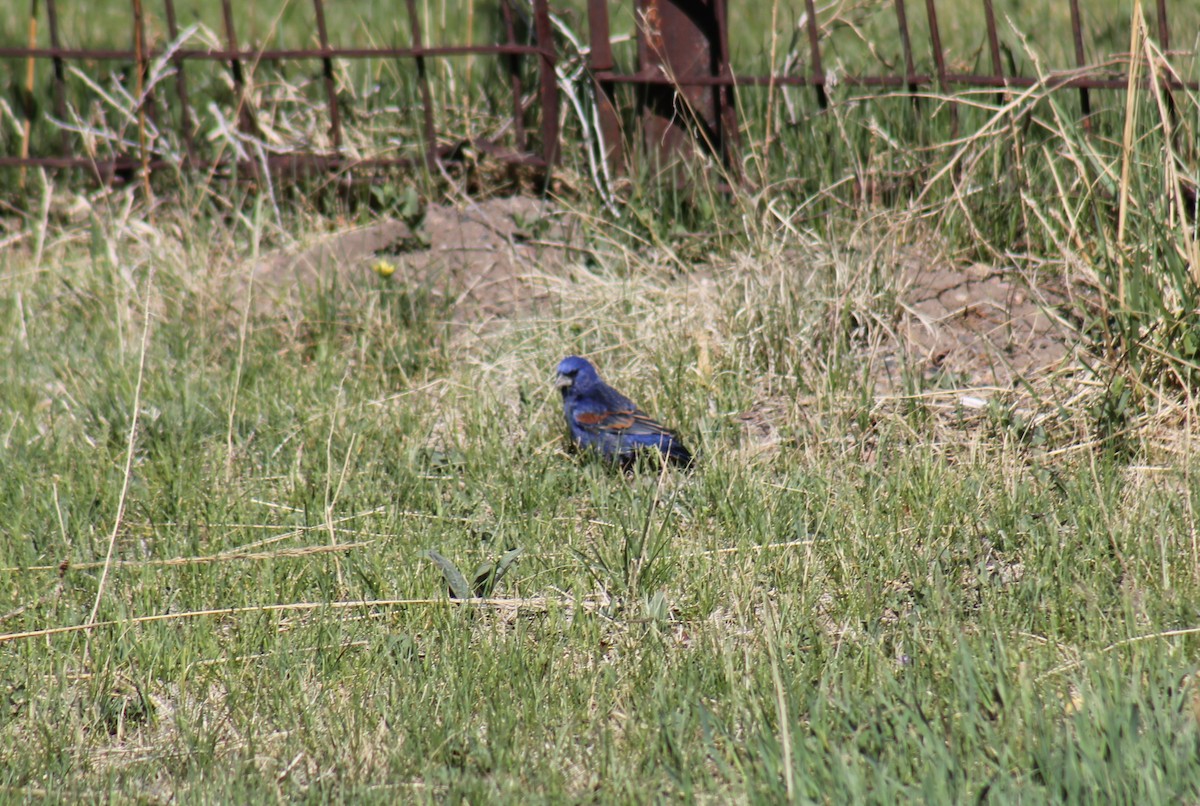 Blue Grosbeak - ML41346611