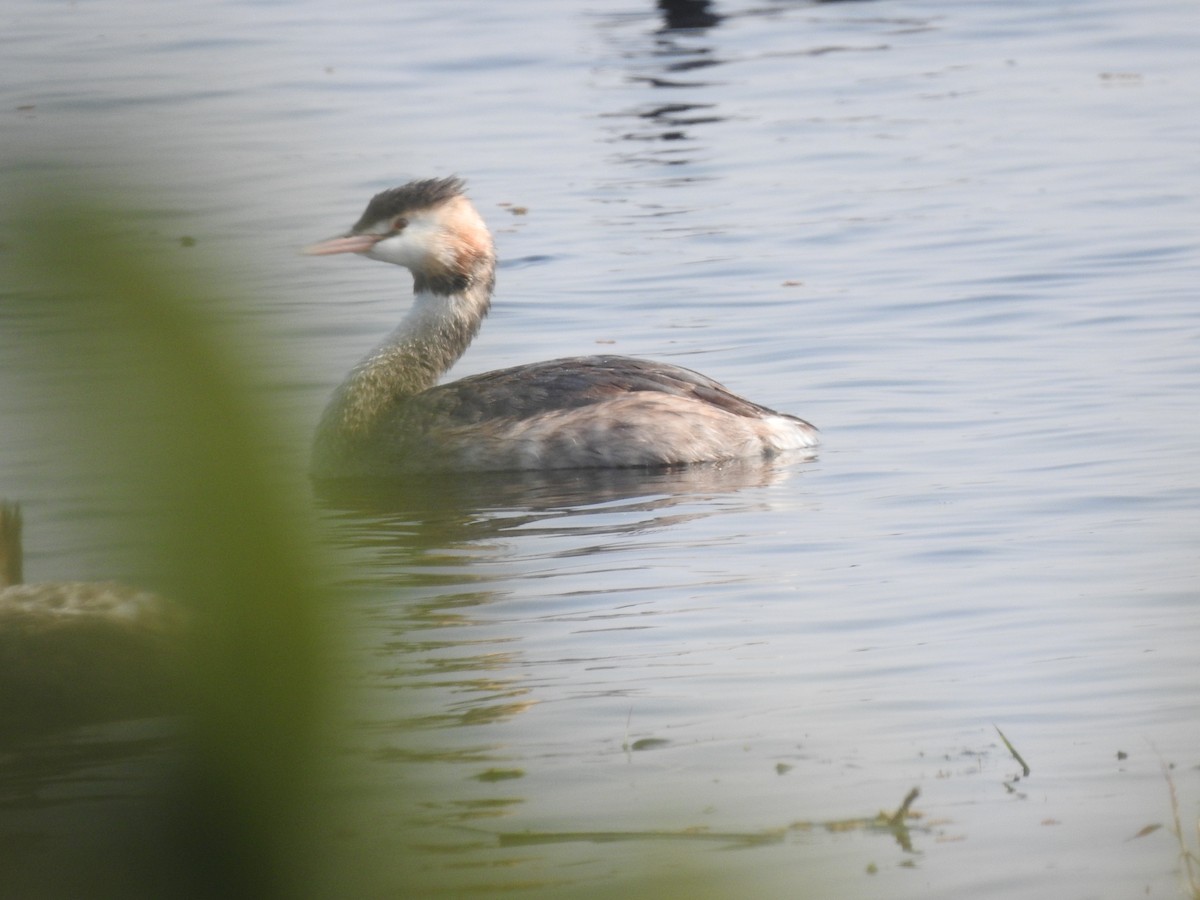Great Crested Grebe - ML413467151