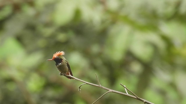 Coquette pailletée - ML413467751