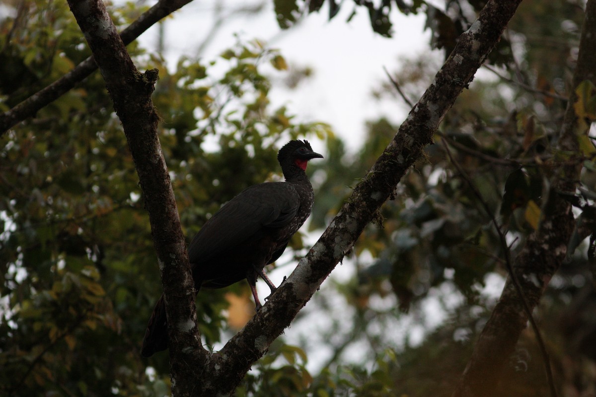 Crested Guan - ML413467781