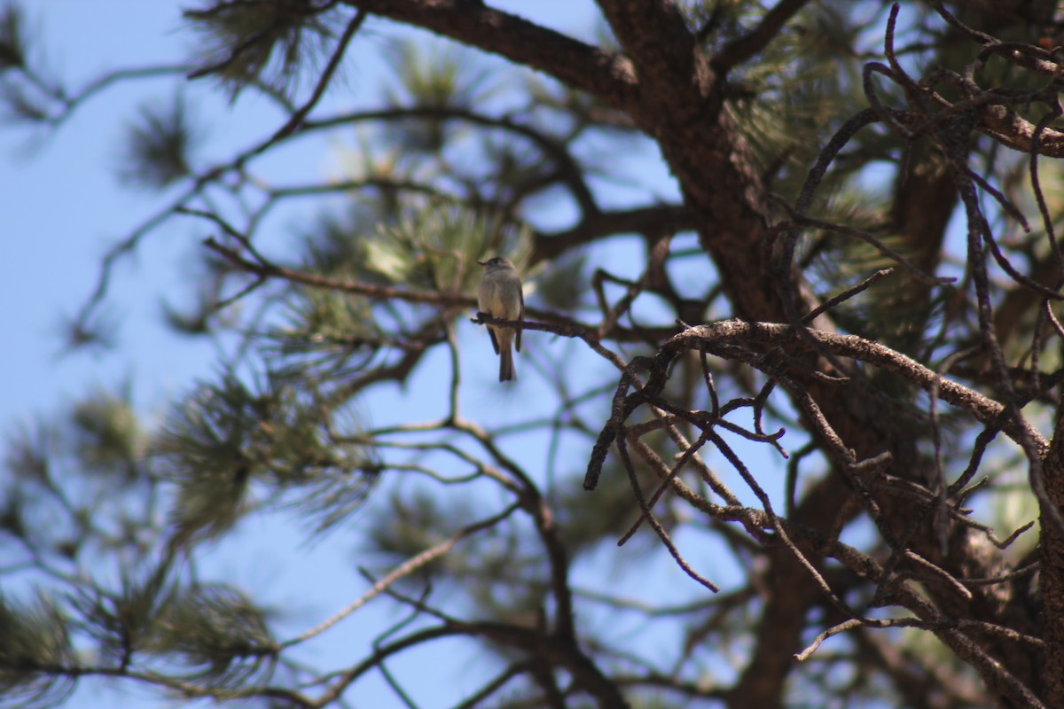 Western Wood-Pewee - ML41346921