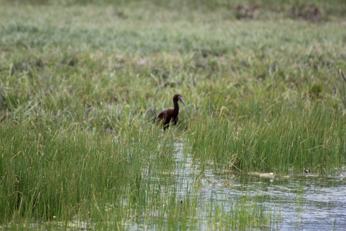White-faced Ibis - ML41347231