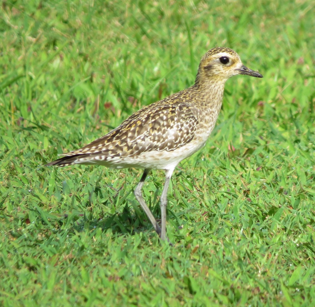 Pacific Golden-Plover - Laura Stanfill