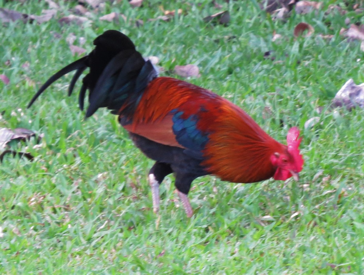 Red Junglefowl (Domestic type) - Laura Stanfill