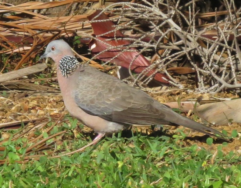 Spotted Dove - Laura Stanfill