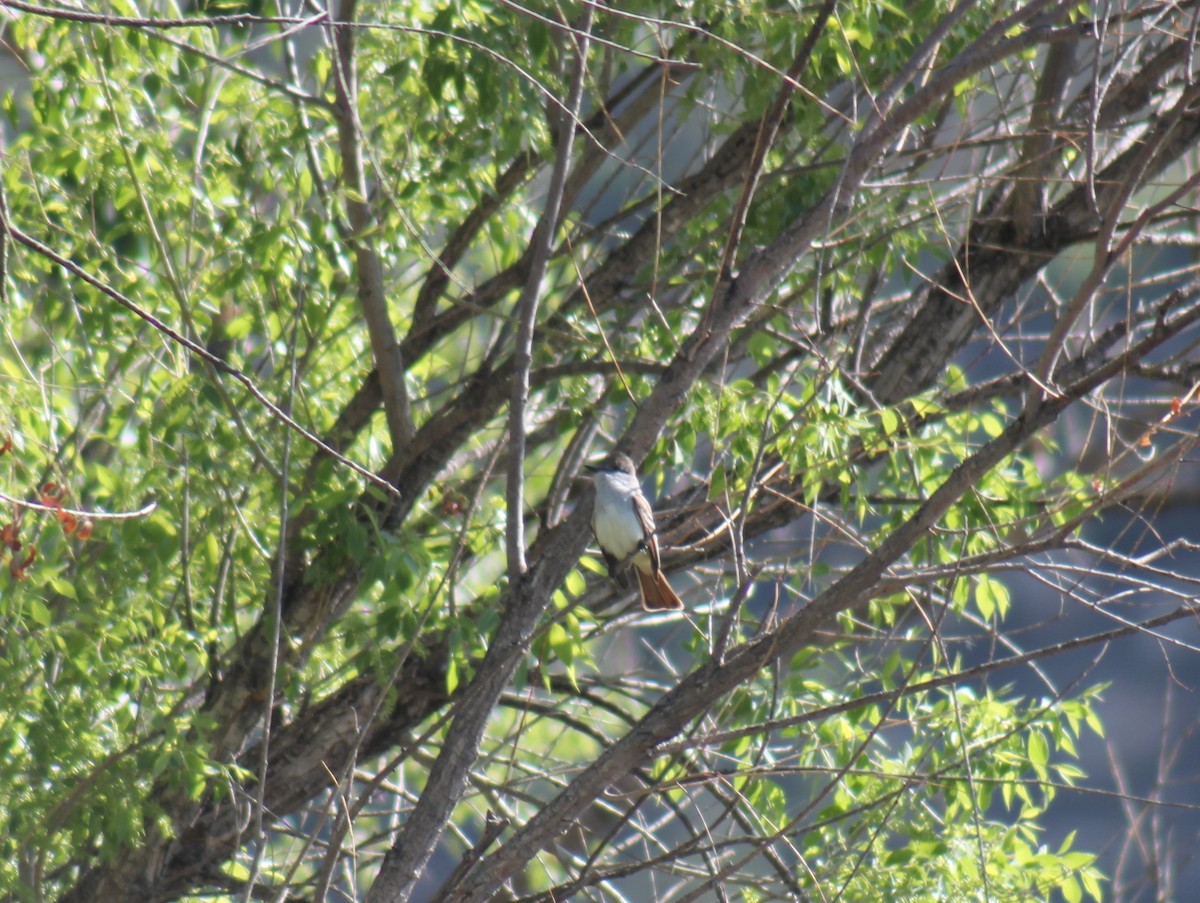 Ash-throated Flycatcher - ML41347601