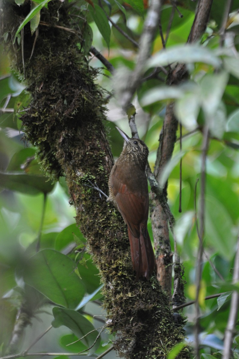 Black-banded Woodcreeper - ML413476781