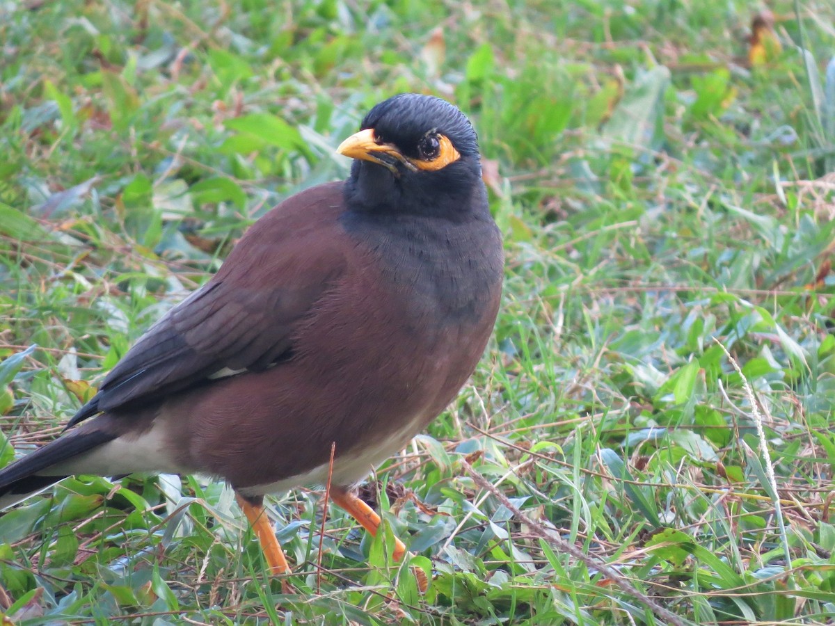 Common Myna - Laura Stanfill