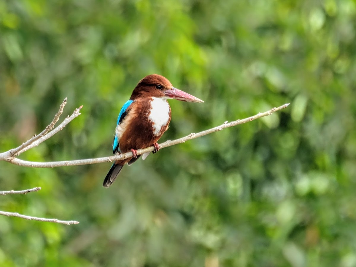 White-throated Kingfisher - ML413477221