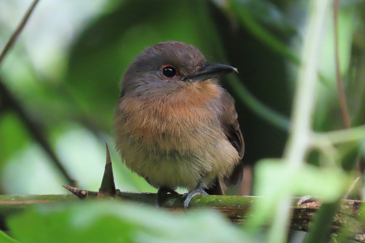 Brown Nunlet - ML413477451