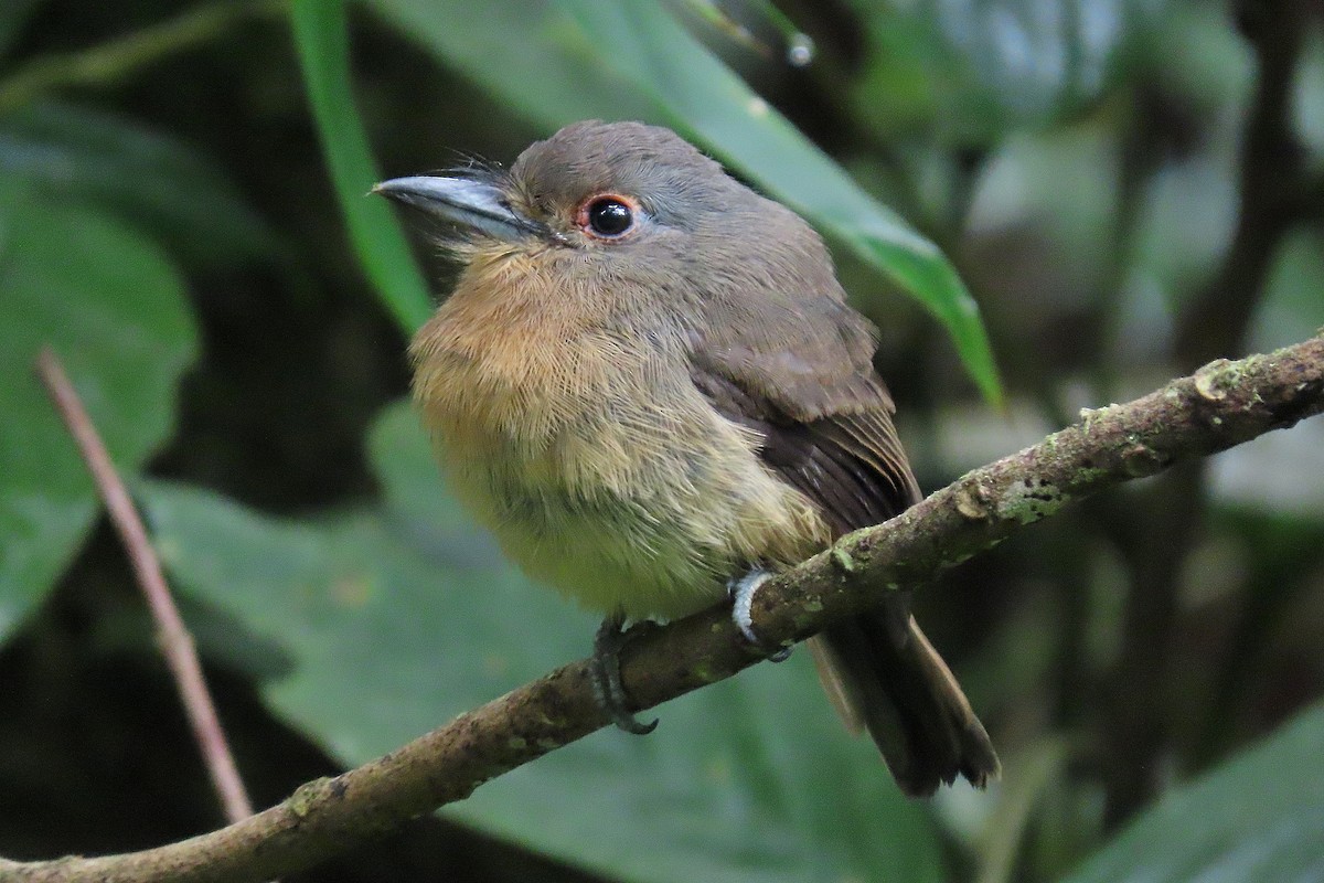 Brown Nunlet - ML413477461