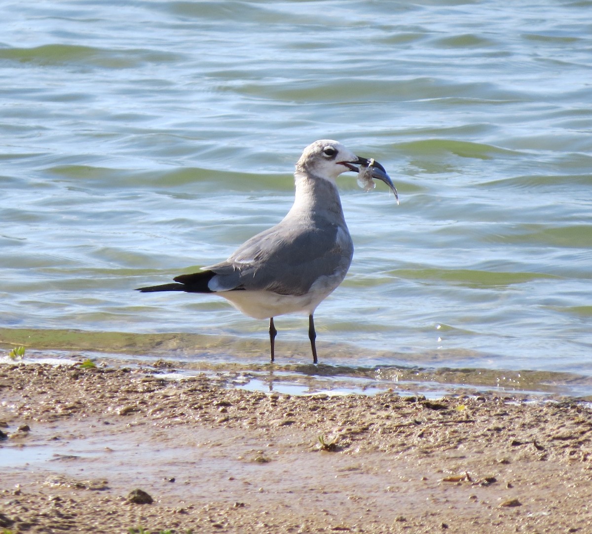 Laughing Gull - Laura Stanfill