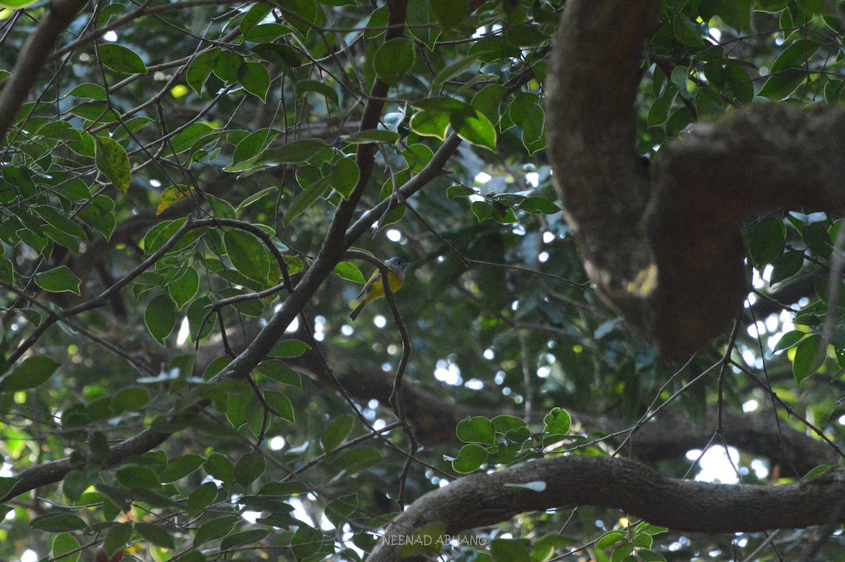 Gray-headed Canary-Flycatcher - ML413478121