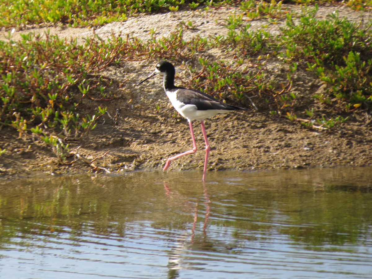 Schwarznacken-Stelzenläufer - ML413478201