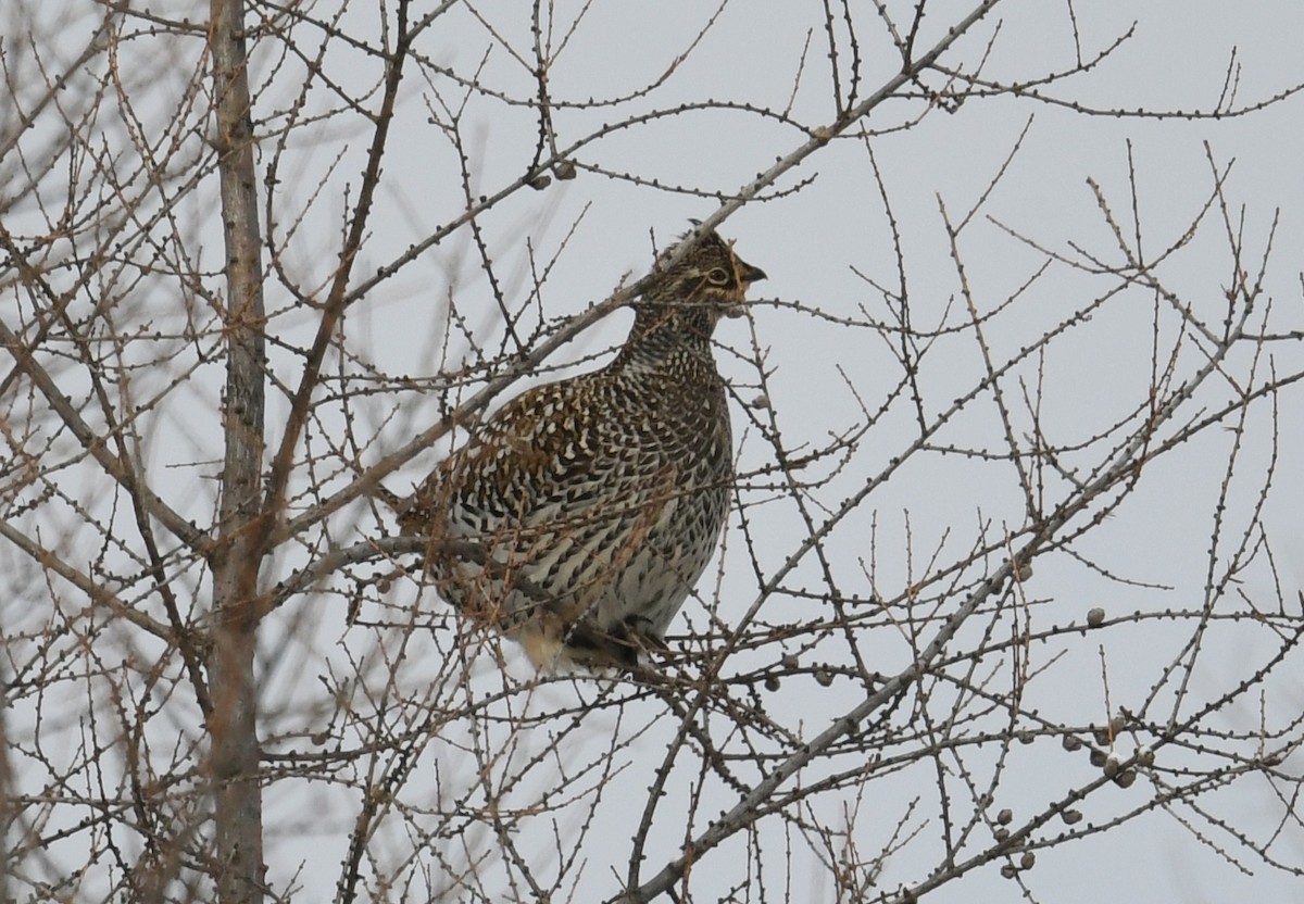 Sharp-tailed Grouse - ML413478281