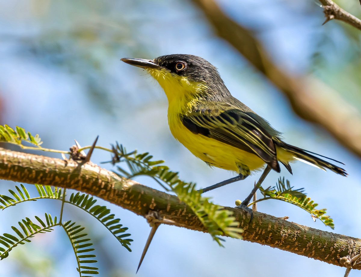 Common Tody-Flycatcher - ML413479731