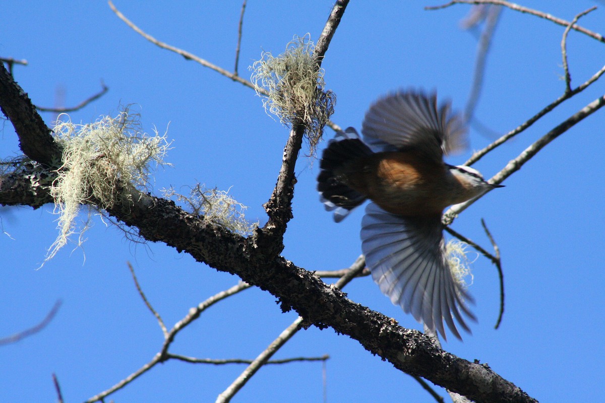 Red-breasted Nuthatch - Jake Walker