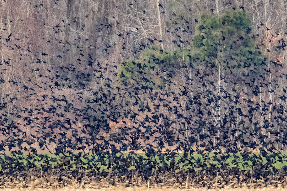 Red-winged Blackbird - ML413480781