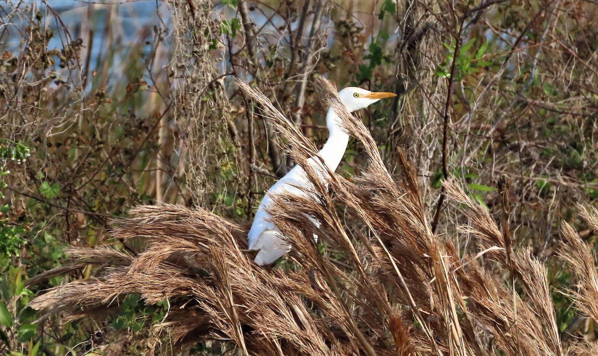 Western Cattle Egret - ML413481081