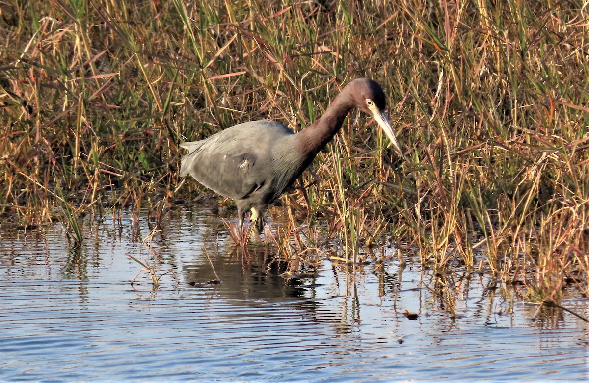 Little Blue Heron - ML413482521