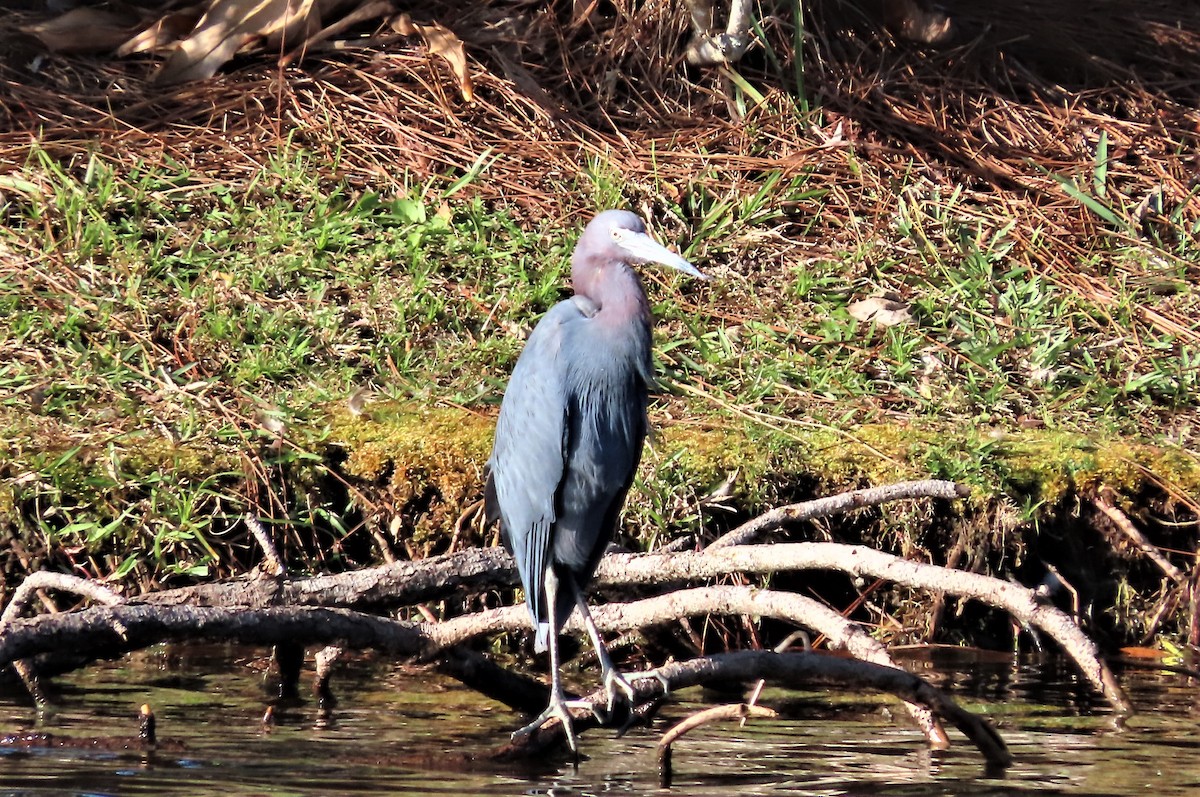 Little Blue Heron - ML413482771