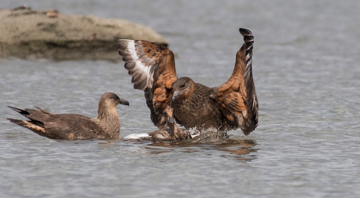 Chilean Skua - ML413483771