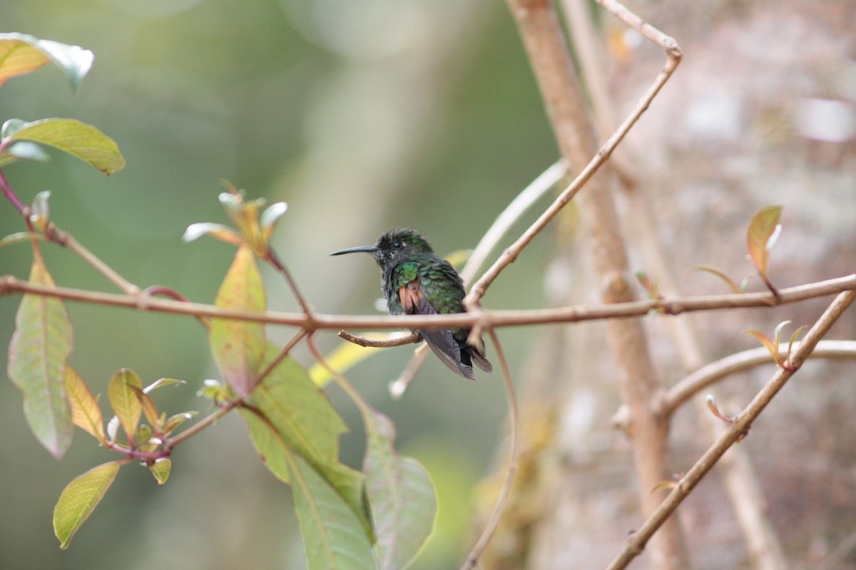 Stripe-tailed Hummingbird - ML413483781