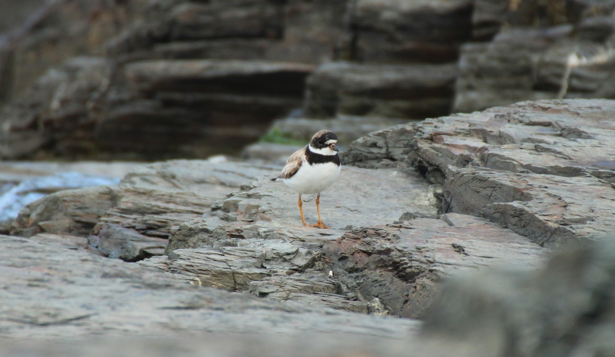 Semipalmated Plover - ML413483891