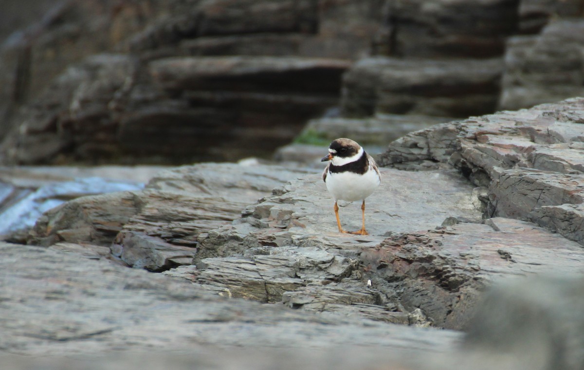 Semipalmated Plover - ML413483941