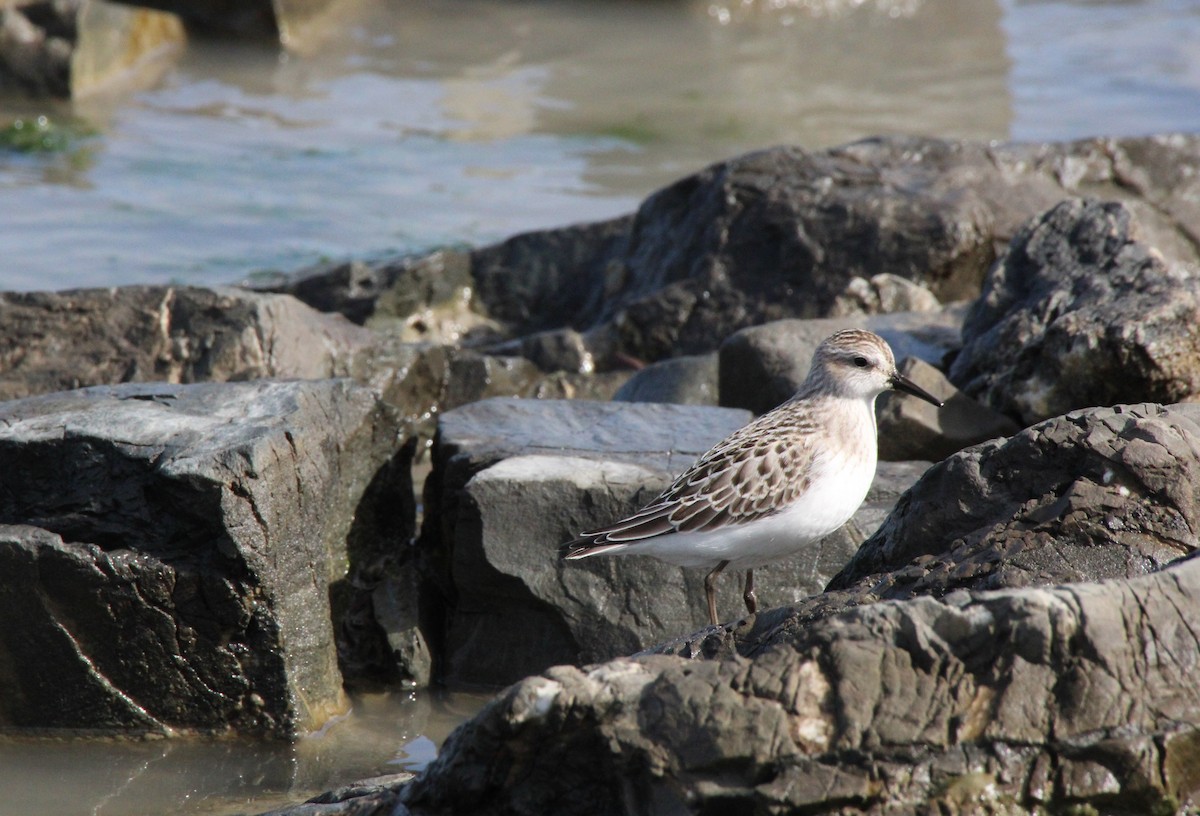 Semipalmated Sandpiper - ML413484021