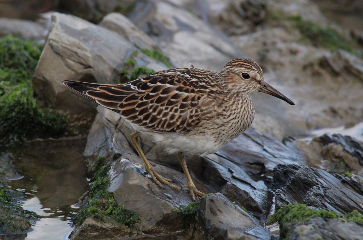 Pectoral Sandpiper - ML413484361