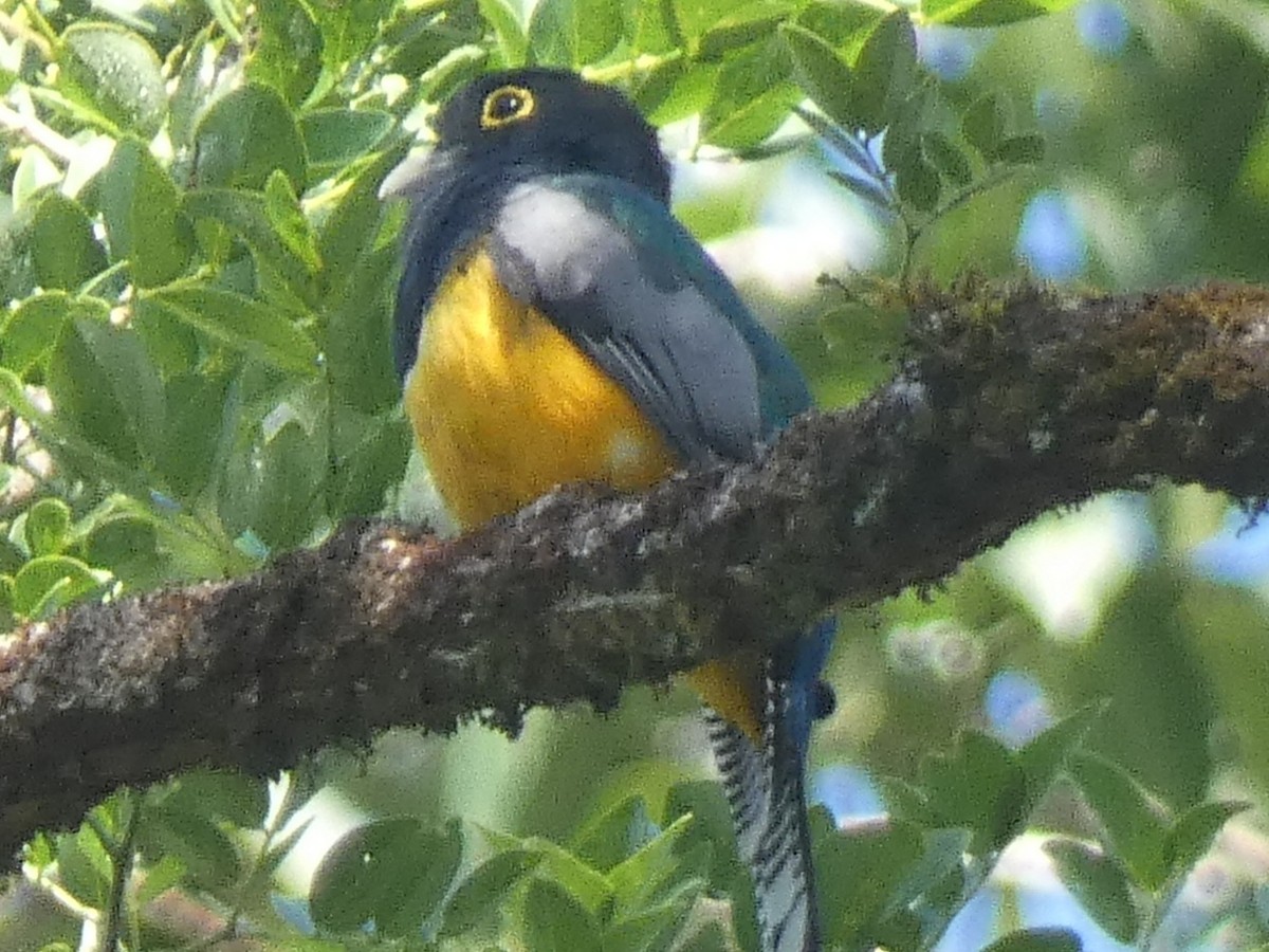 Gartered Trogon - ML413484901