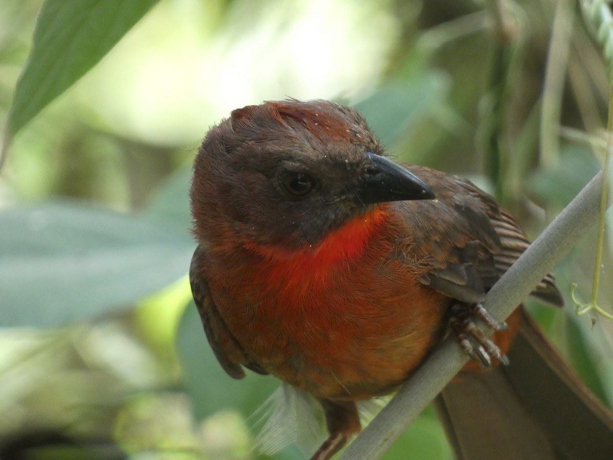 Red-throated Ant-Tanager - ML413485311