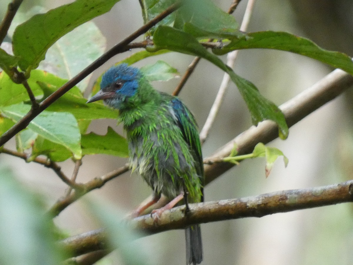 Blue Dacnis - ML413485451