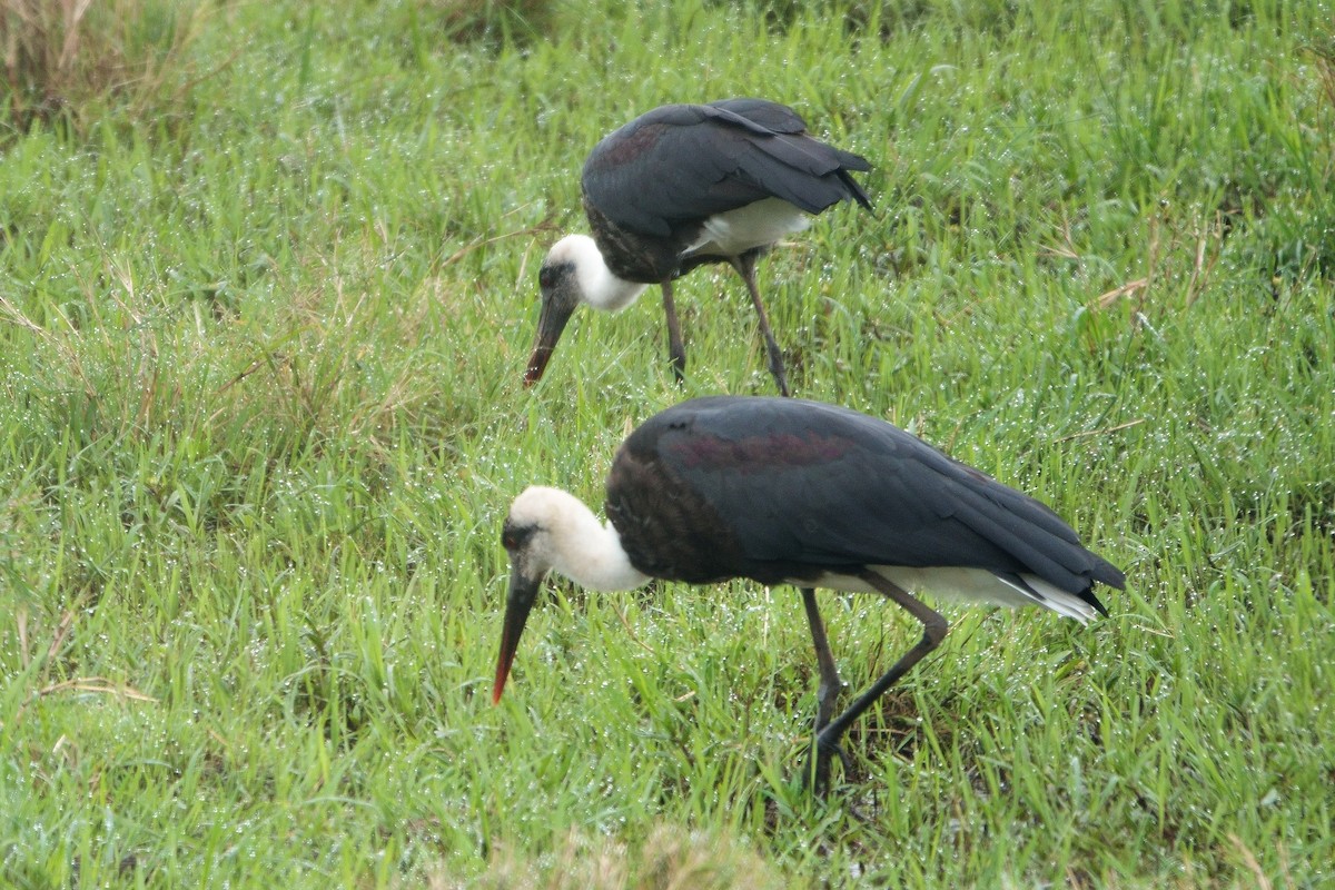 African Woolly-necked Stork - ML413485911