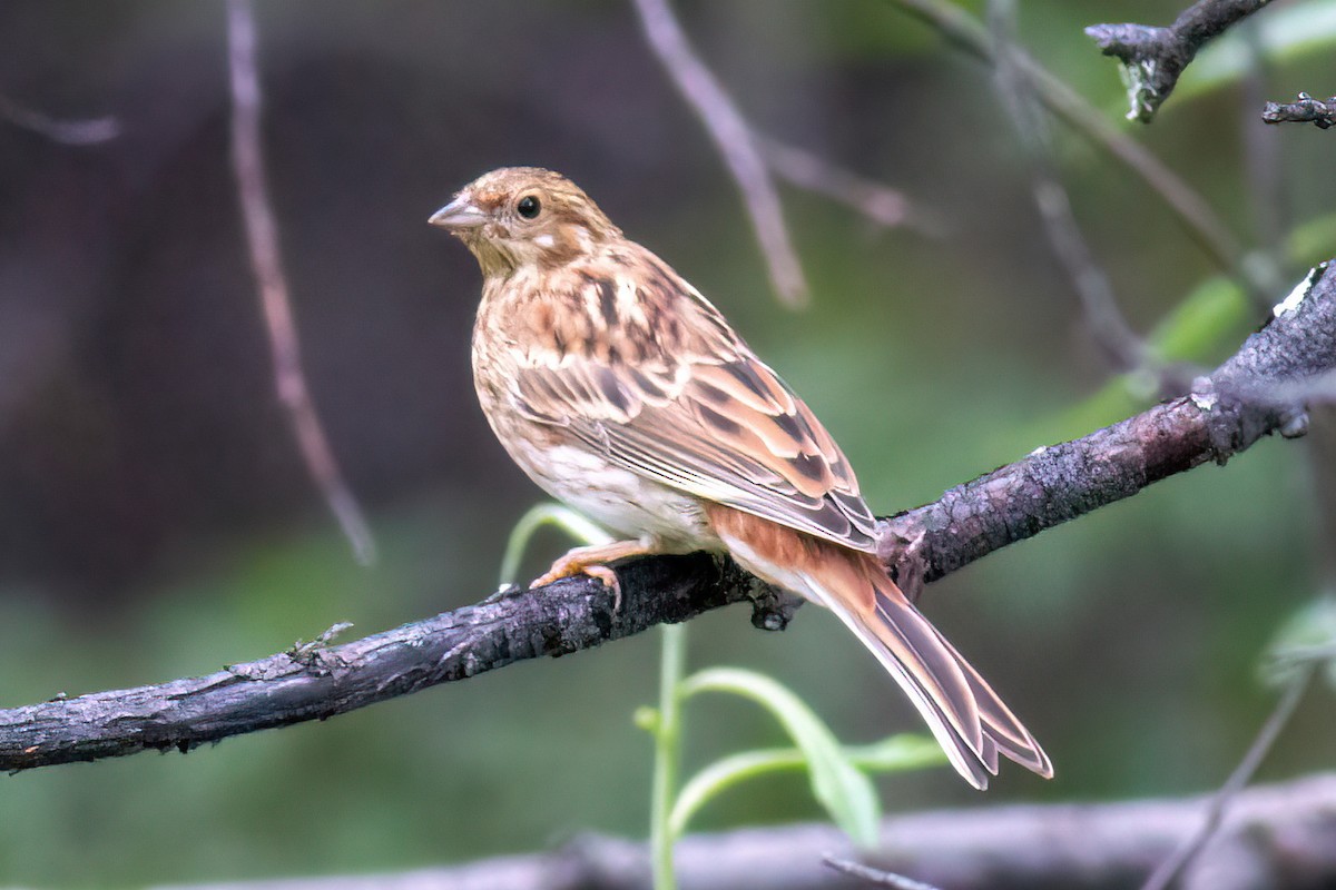 Pine Bunting - Stanislav Cherepushkin