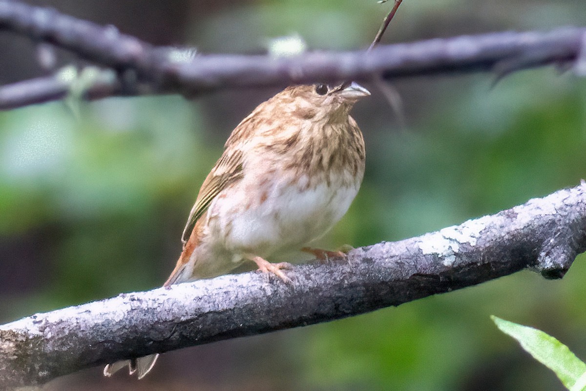 Pine Bunting - Stanislav Cherepushkin