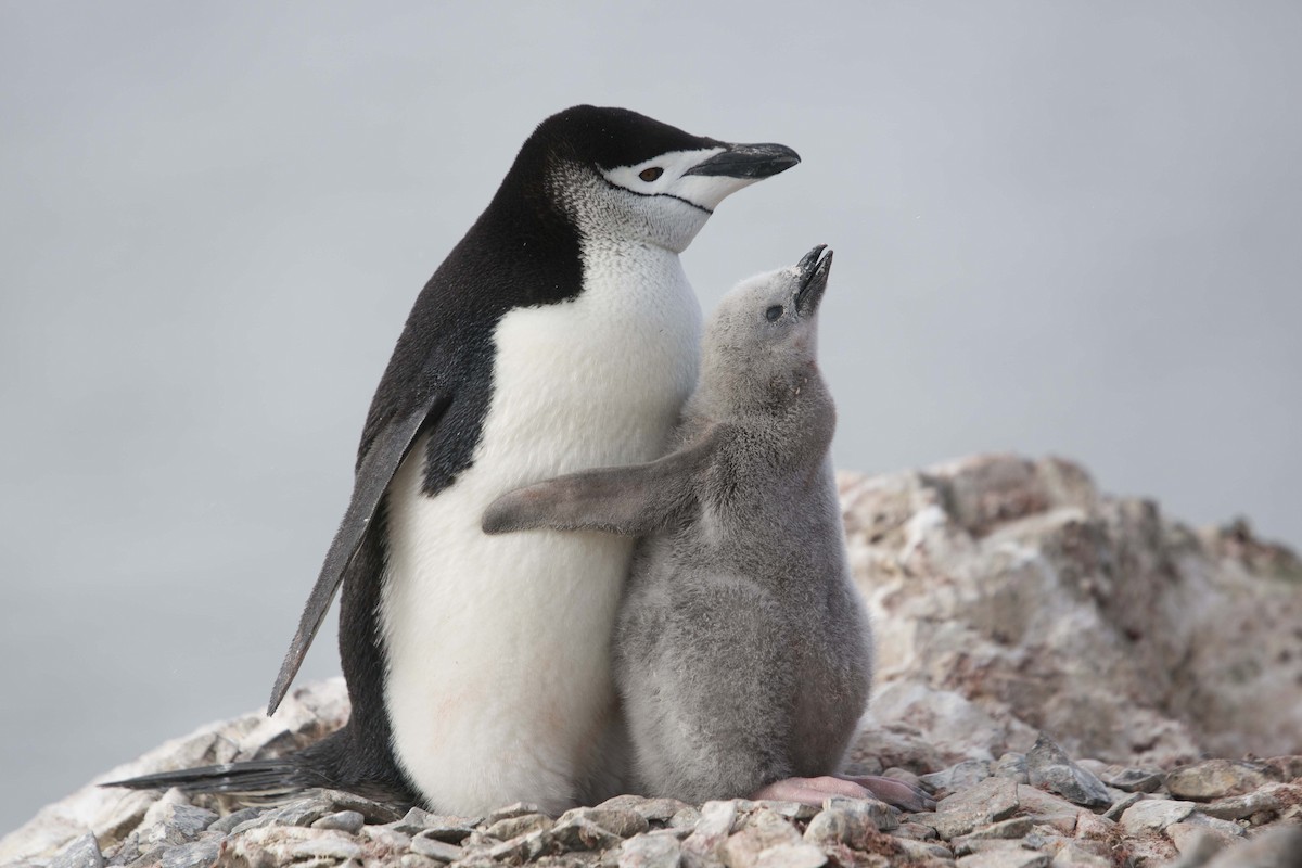 Chinstrap Penguin - Bryce Robinson