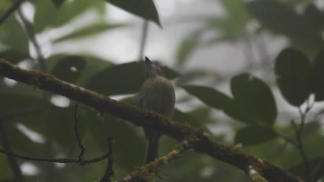 White-eyed Tody-Tyrant - ML413488321