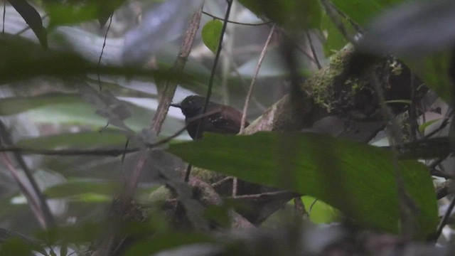 Zimmer's Antbird - ML413490791